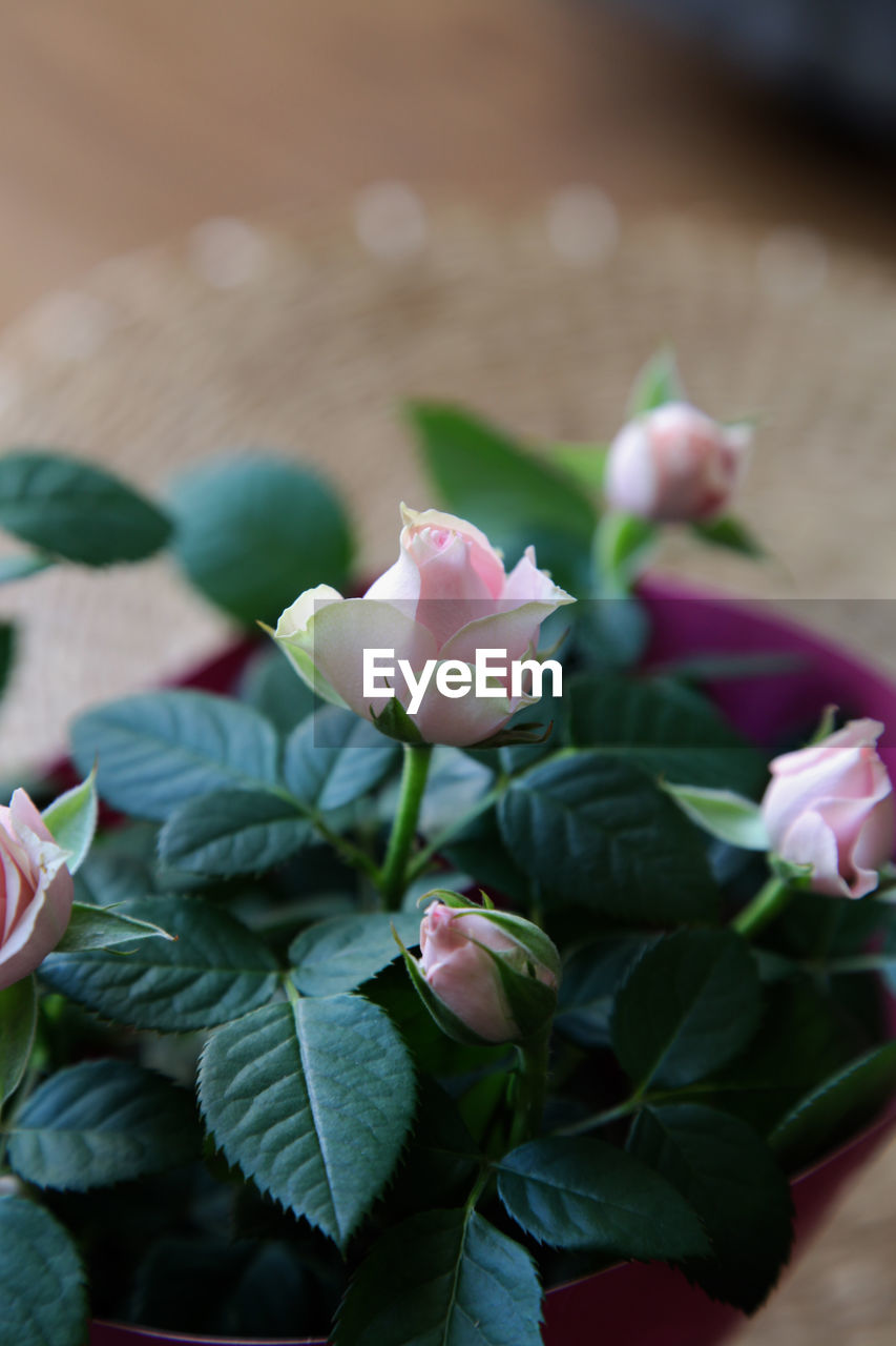 plant, flower, flowering plant, freshness, leaf, plant part, beauty in nature, nature, pink, close-up, petal, rose, no people, green, flower head, fragility, focus on foreground, growth, inflorescence, floristry, blossom, outdoors, selective focus, macro photography, springtime, flower arrangement, bud