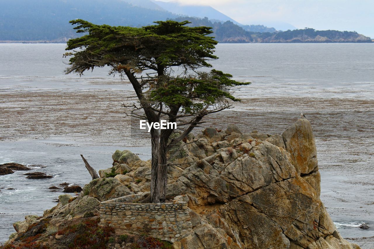 Tree on beach against sky