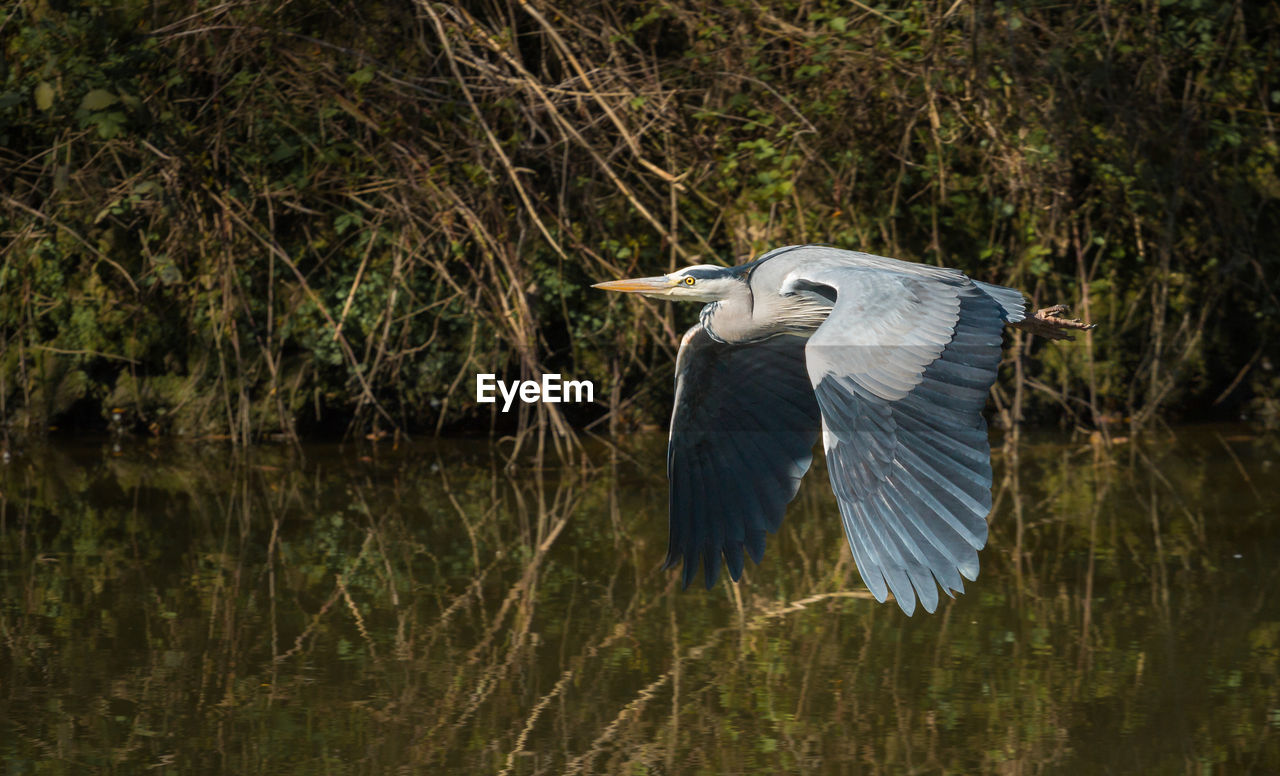 View of gray heron flying over lake