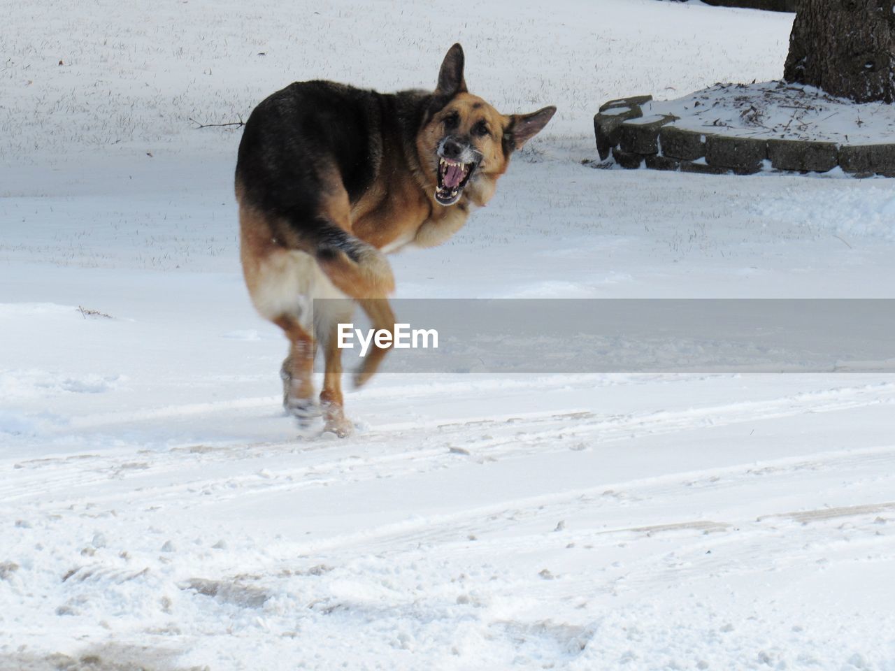 Dog on field during winter