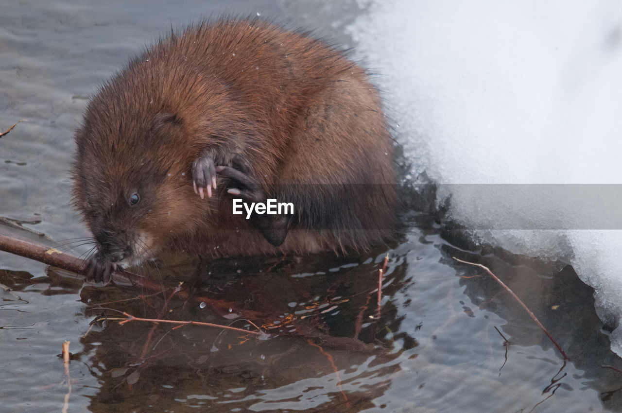 Close-up of rodent in lake during winter