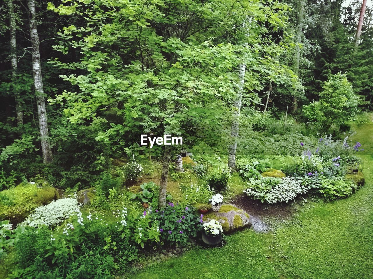 Plants and trees in forest