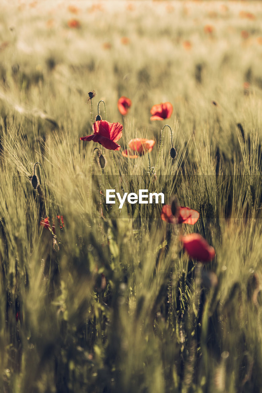 Wild poppies in golden light in a field in salzburg, austria