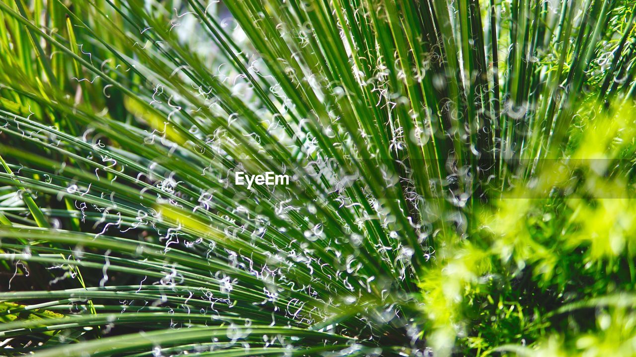 Full frame shot of wet plants