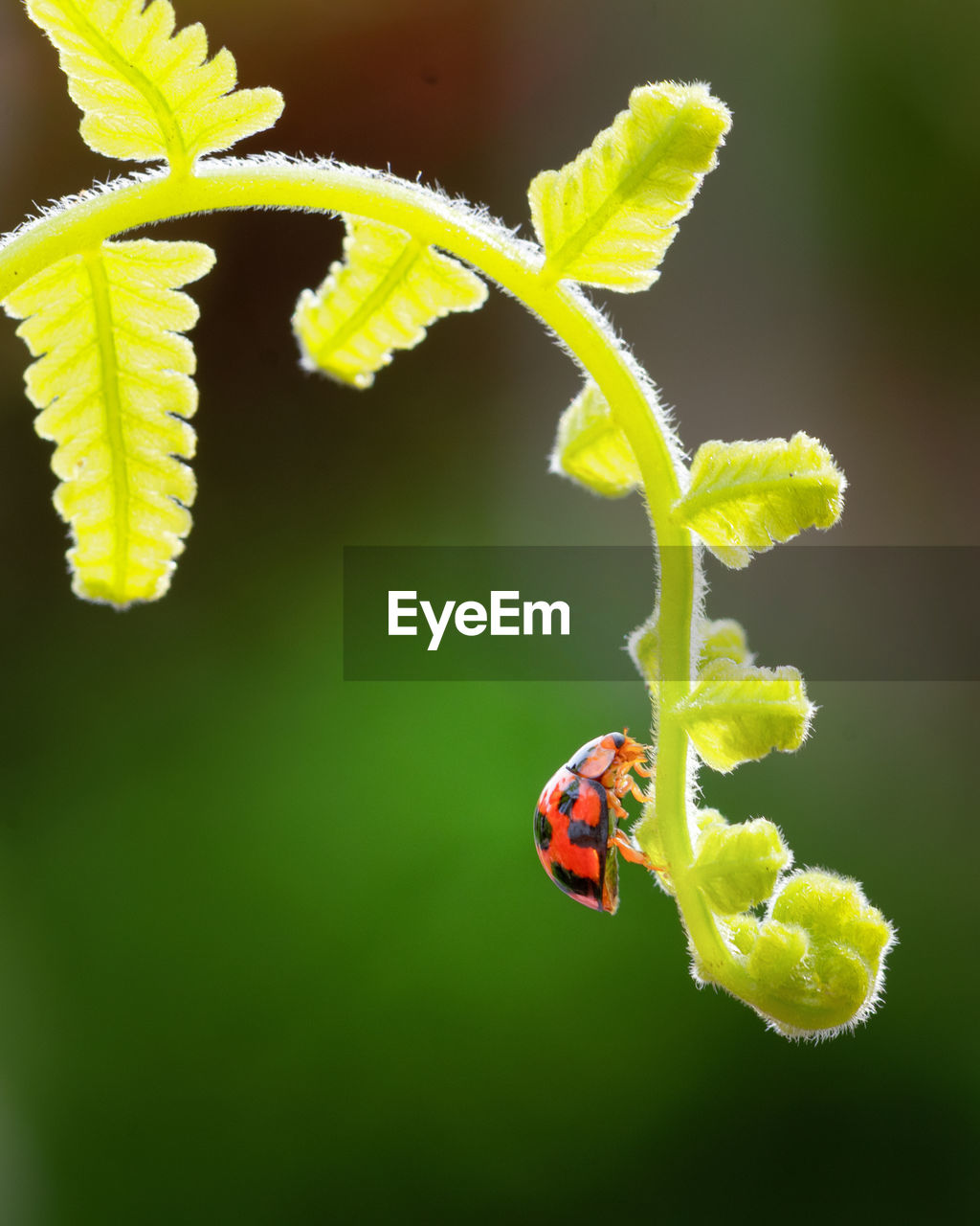 animal, animal themes, animal wildlife, insect, yellow, nature, one animal, leaf, plant, flower, wildlife, branch, close-up, macro photography, no people, green, beauty in nature, plant stem, outdoors, plant part, magnification, ladybug, colored background, beetle, focus on foreground