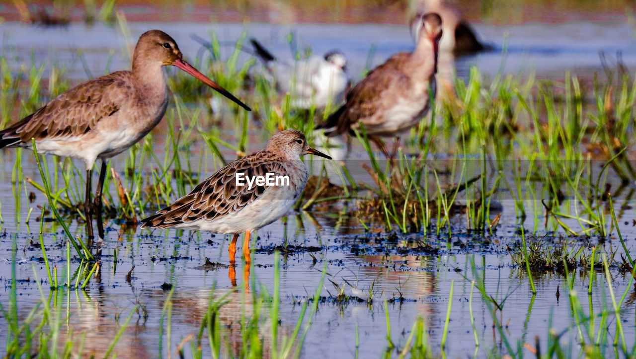 Birds in lake