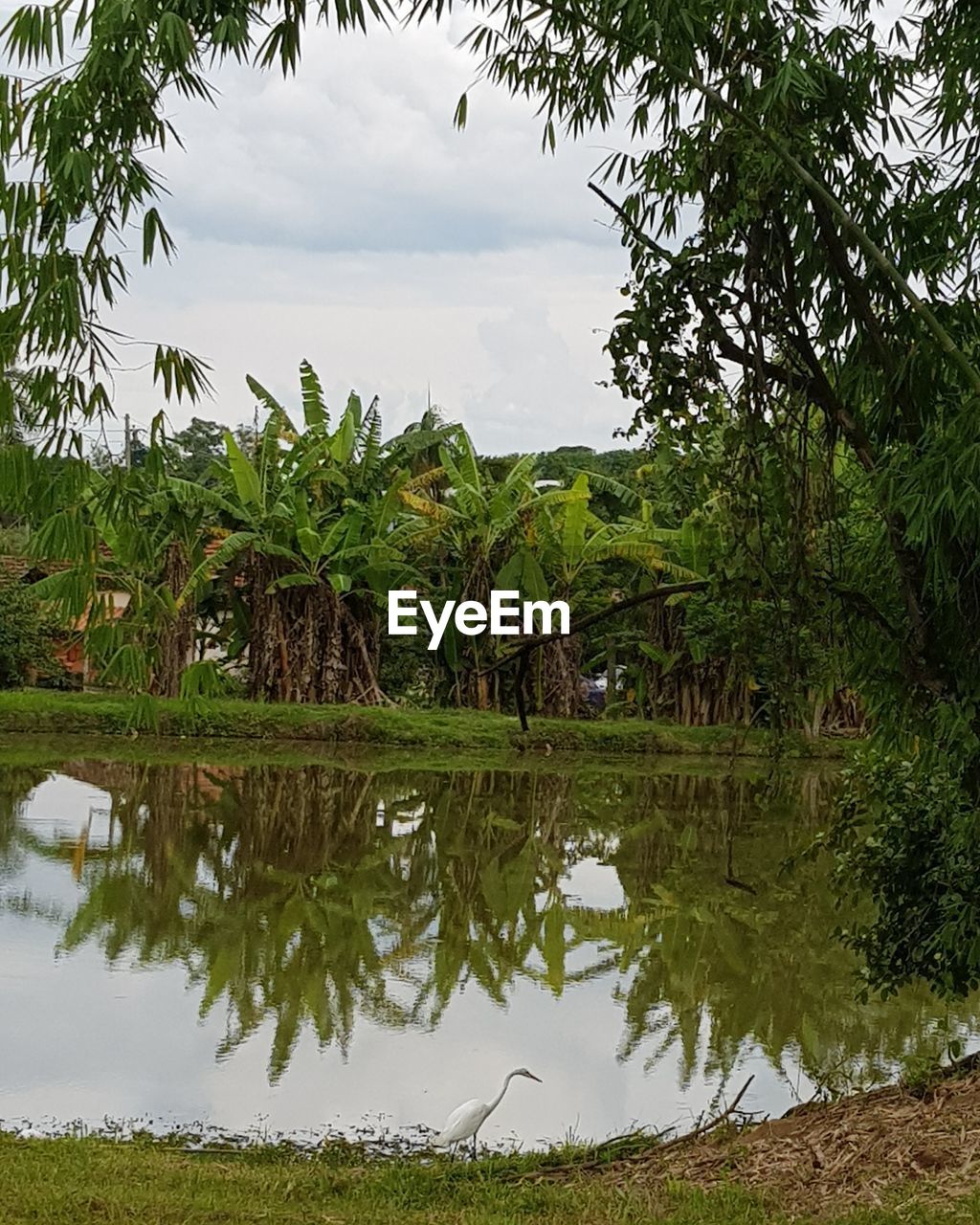 SCENIC VIEW OF LAKE AND TREES AGAINST SKY