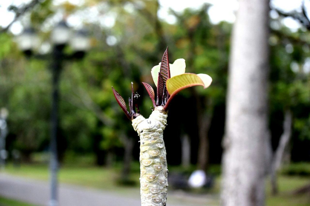 Close-up of branch in park