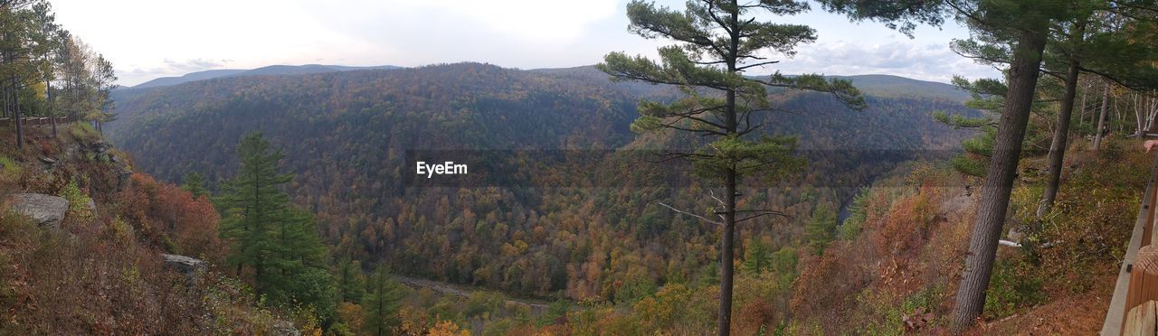 PANORAMIC SHOT OF TREES ON MOUNTAIN