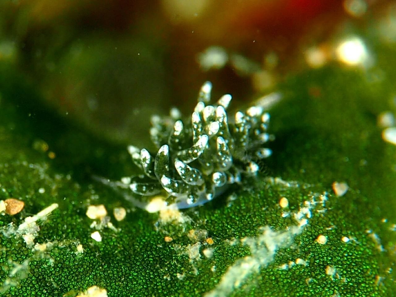 CLOSE-UP OF WATER ON LEAF