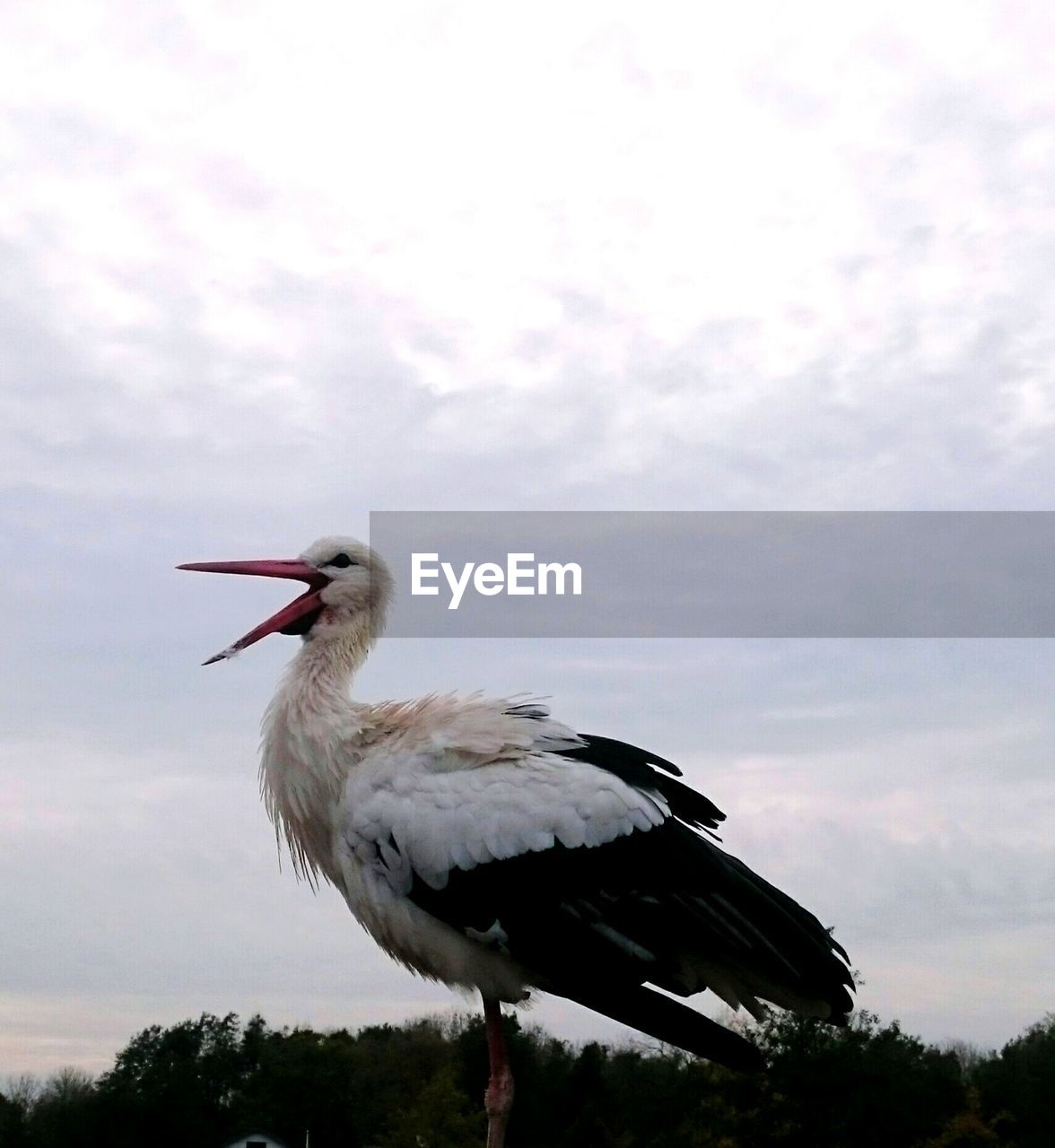 Low angle view of stork against sky