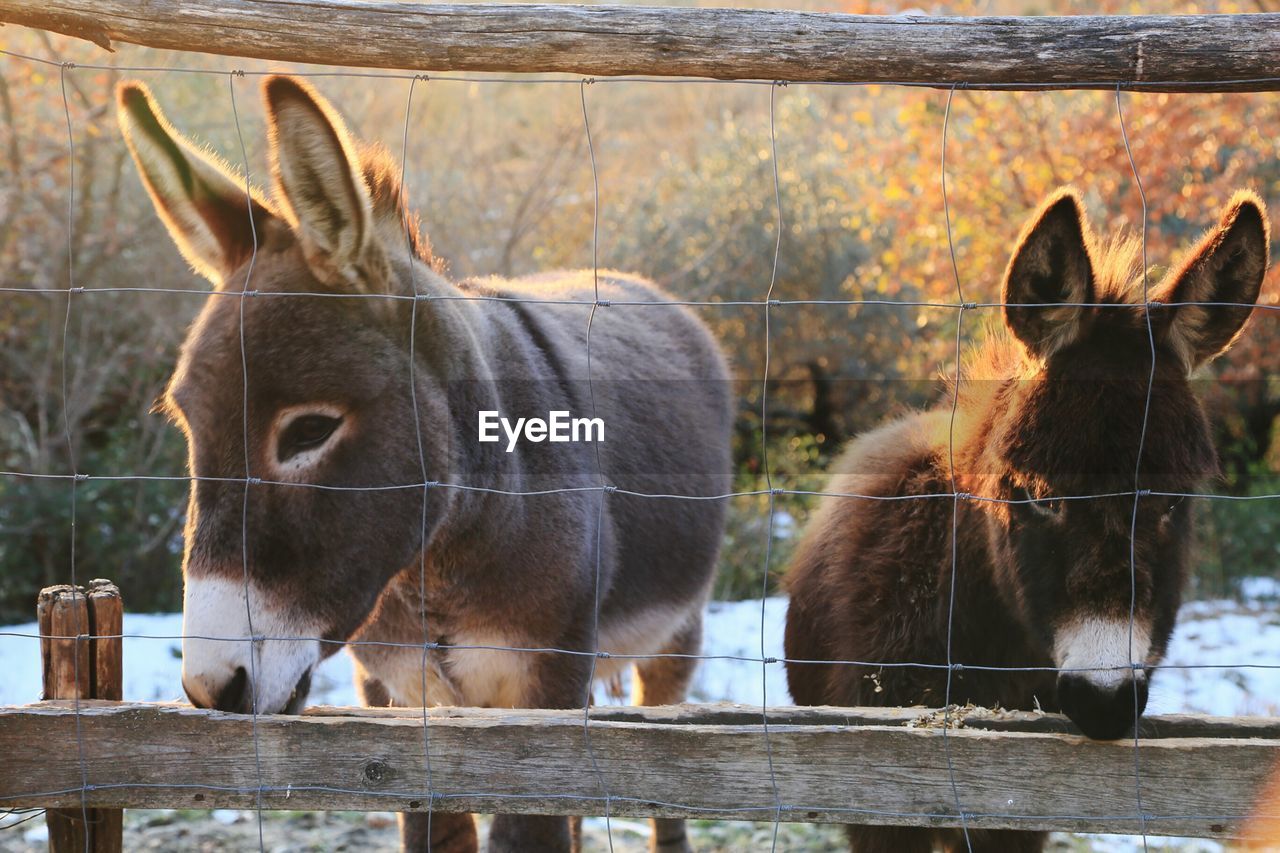 Donkeys by fence at farm