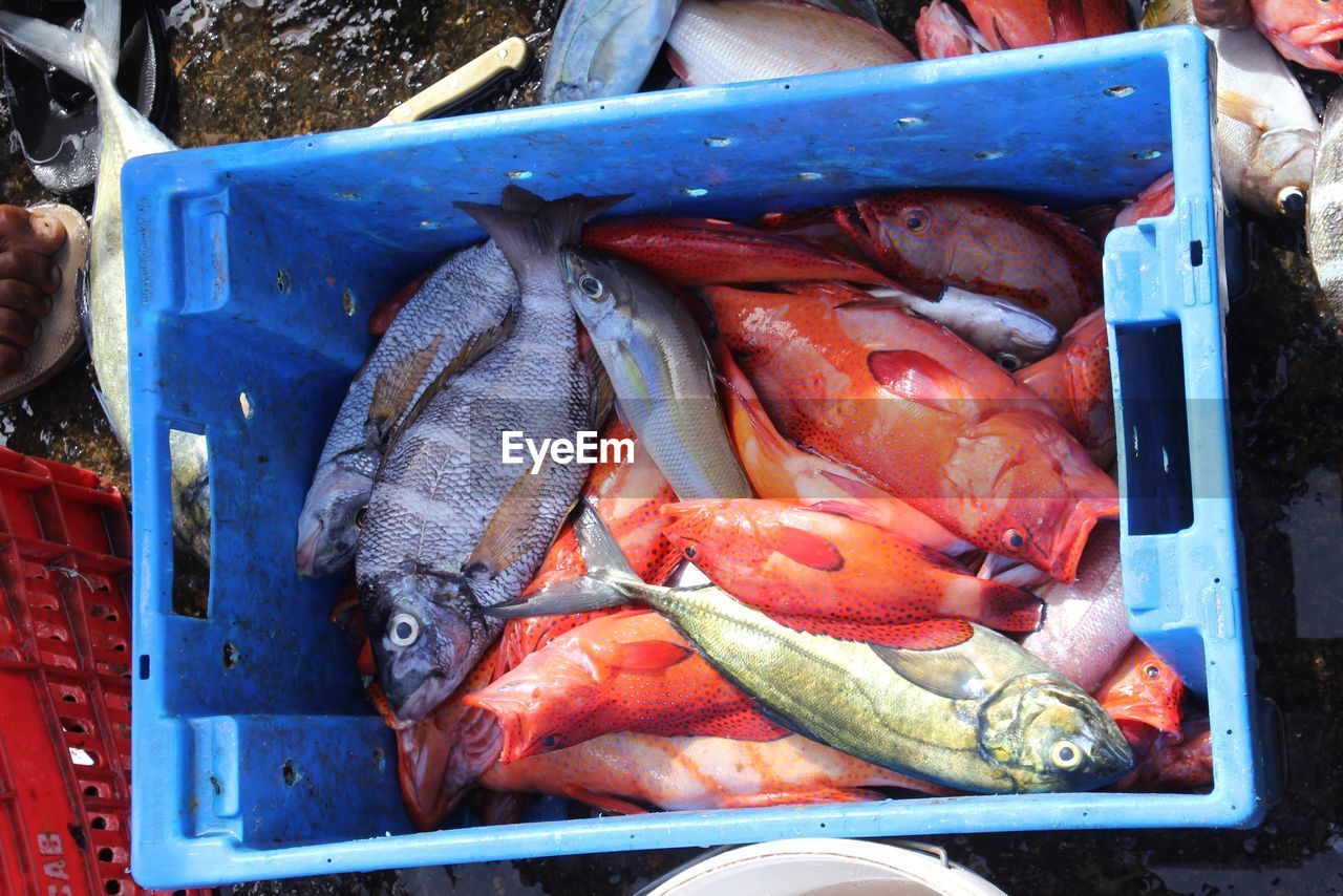 CLOSE-UP OF FISH ON MARKET