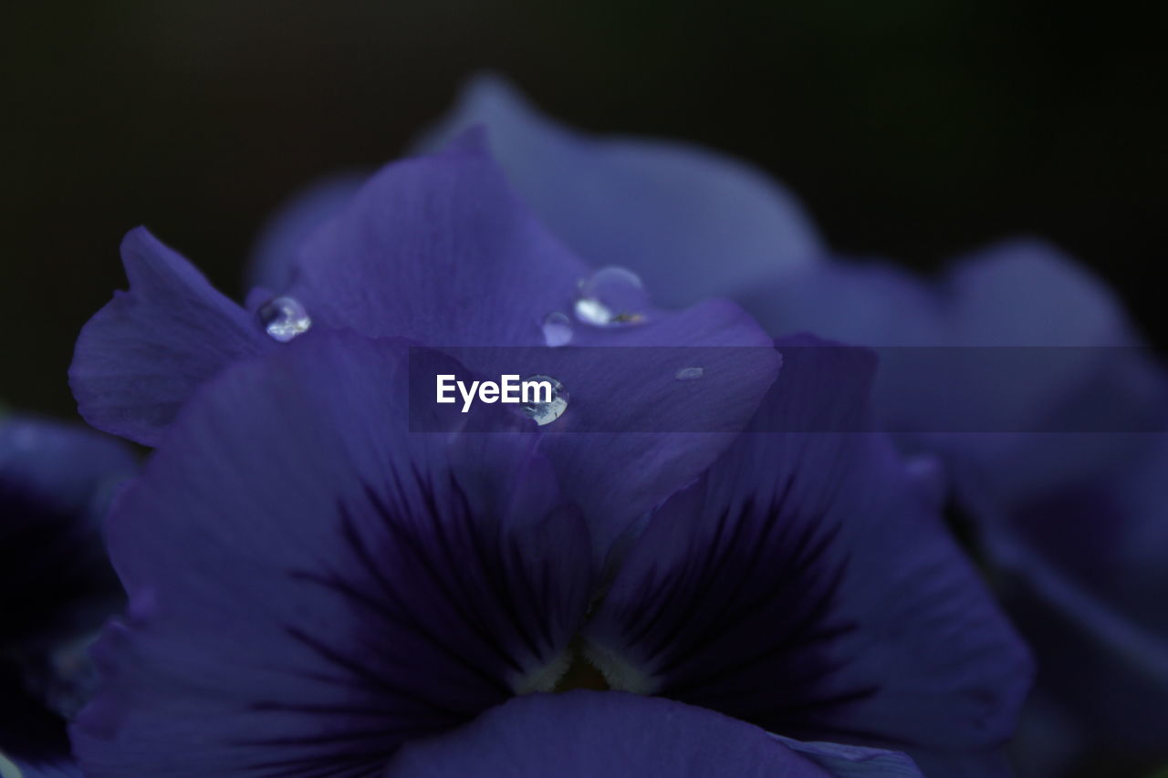 Close-up of raindrops on purple flowering plant