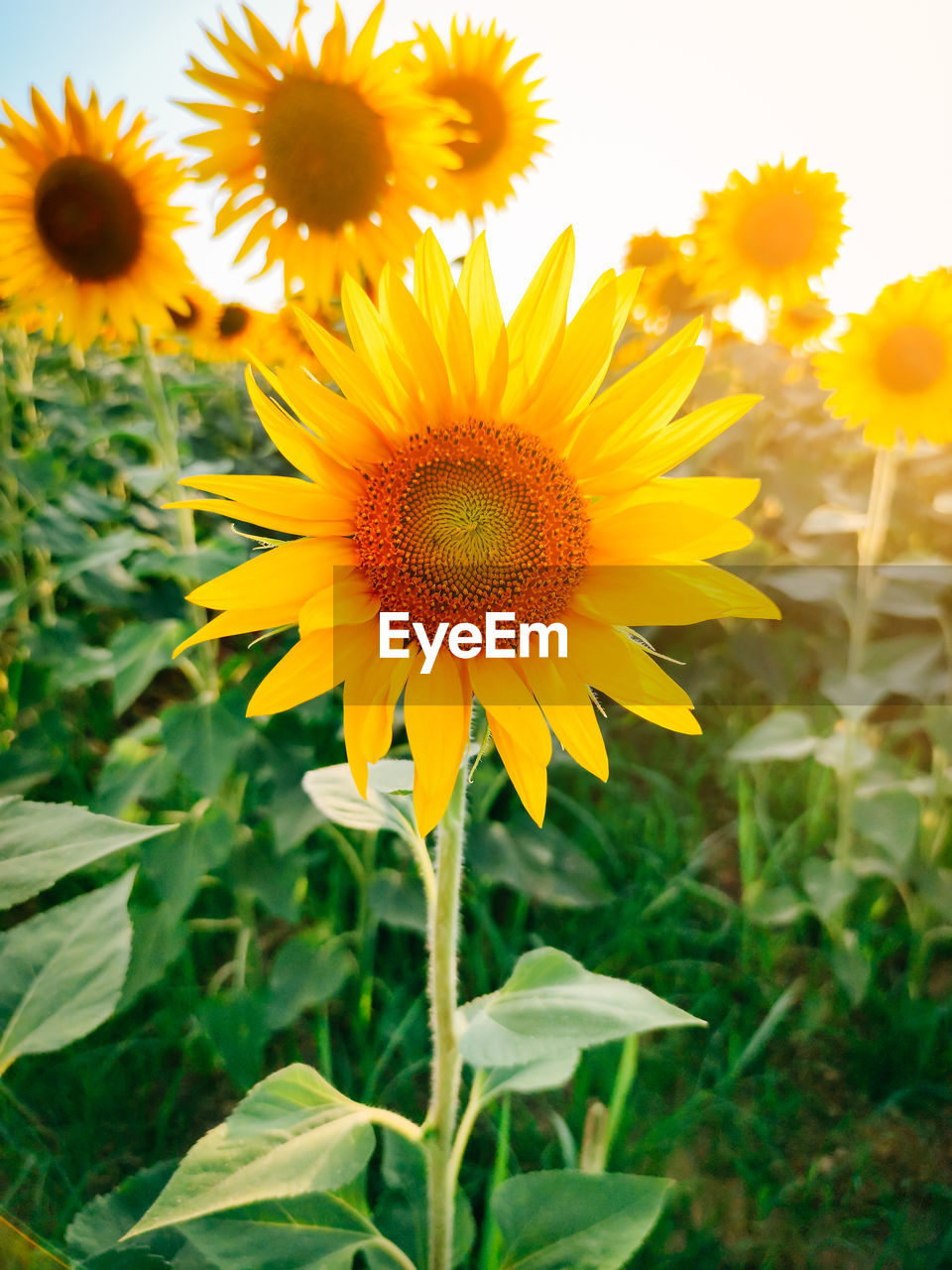 CLOSE-UP OF SUNFLOWERS ON FIELD