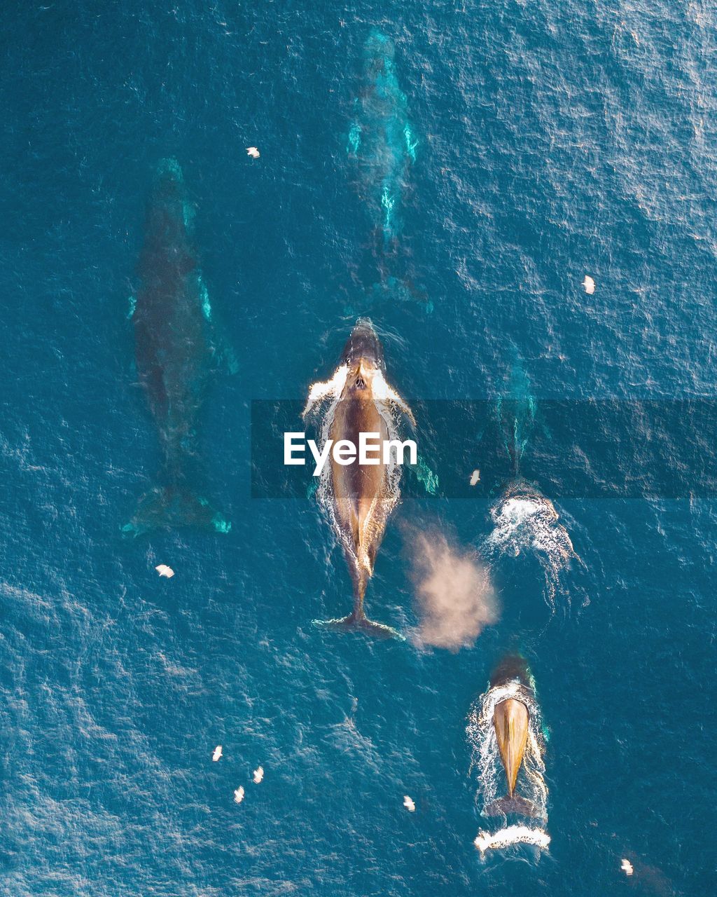 High angle view of fish swimming in sea
