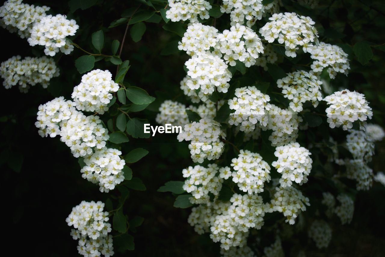 Close-up of white flowers blooming outdoors