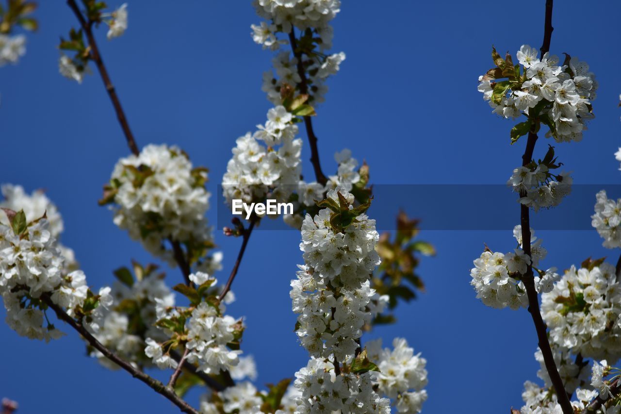 Low angle view of cherry blossoms against sky
