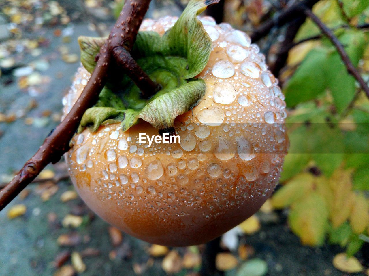 Close-up of wet fruit hanging on plant