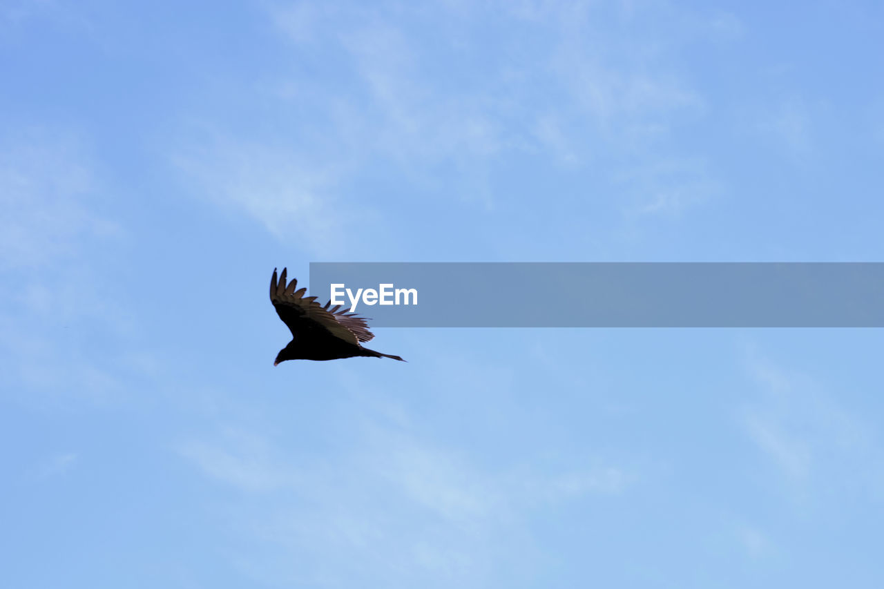 Bird flying against sky