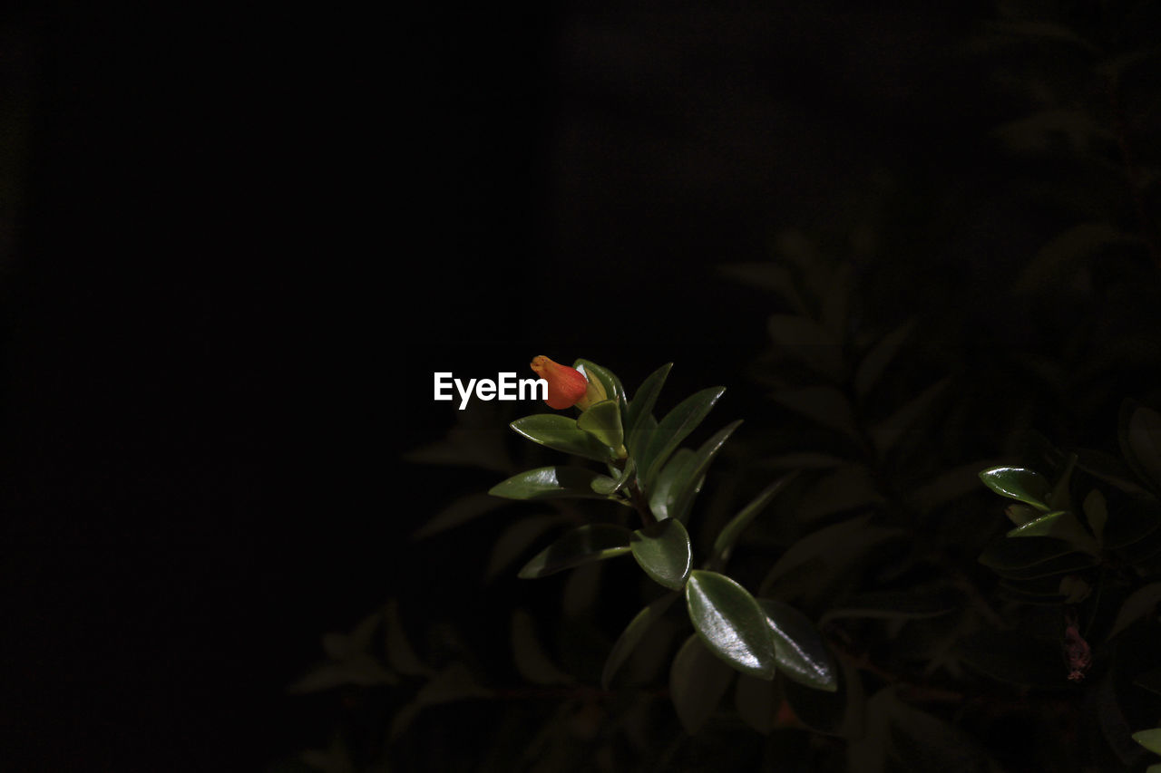 Close-up of bud on plant against black background
