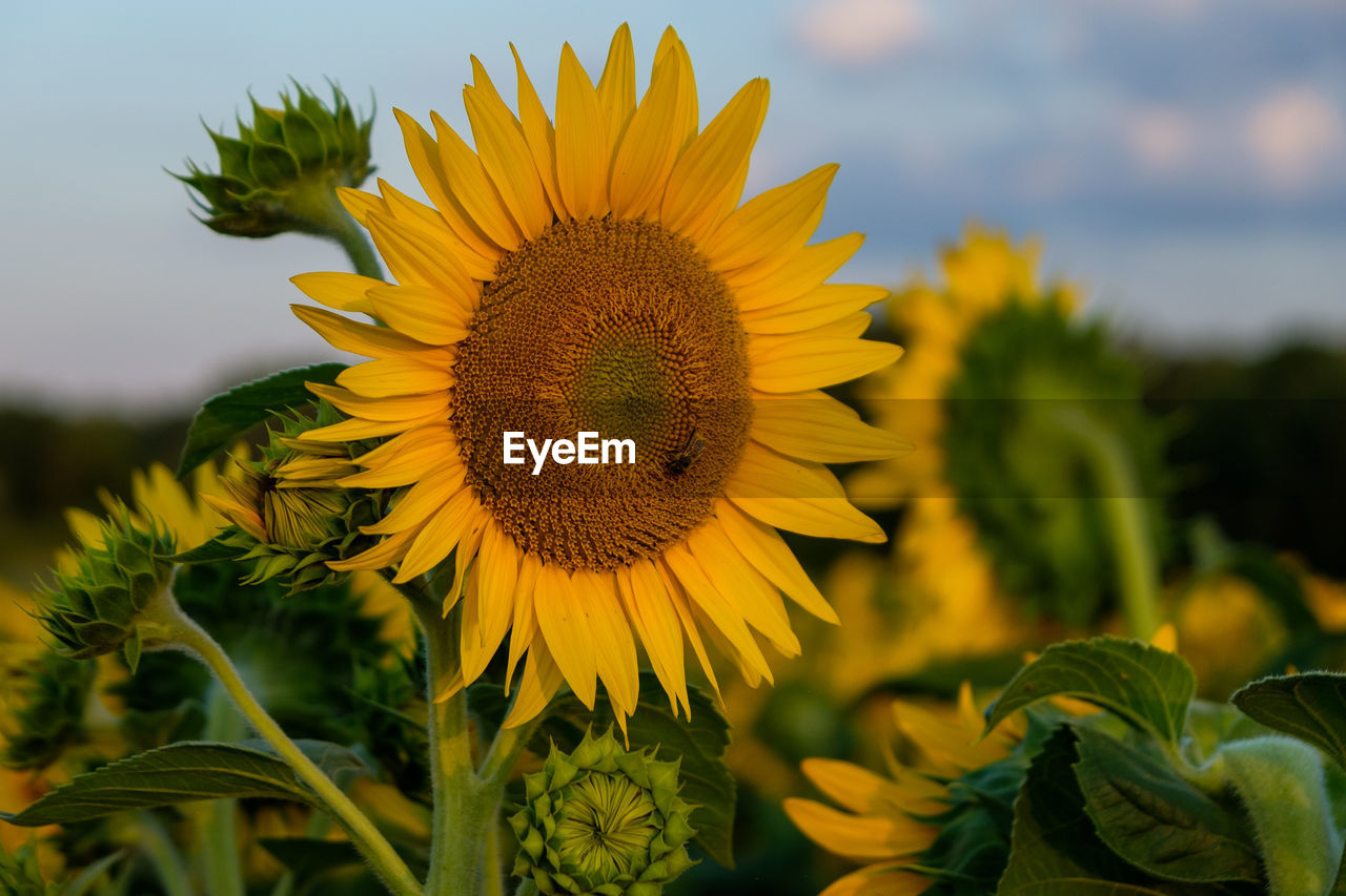 CLOSE-UP OF YELLOW FLOWERING PLANT