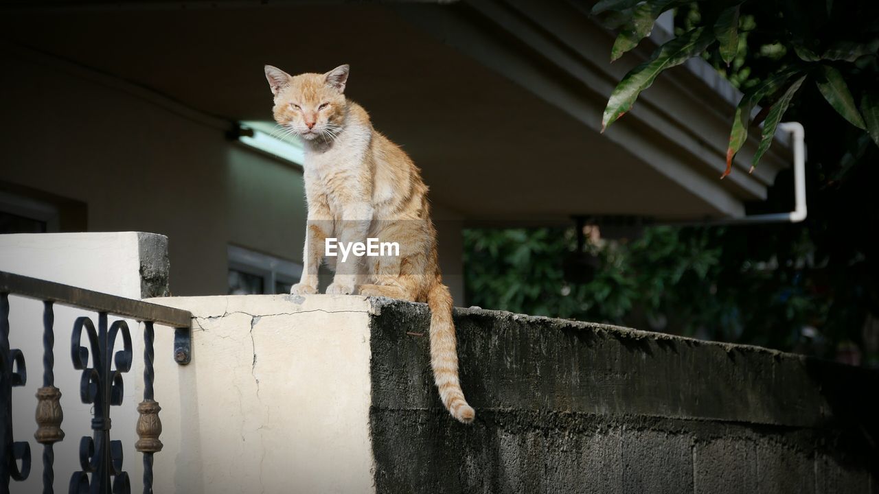 Portrait of a cat sitting on wall