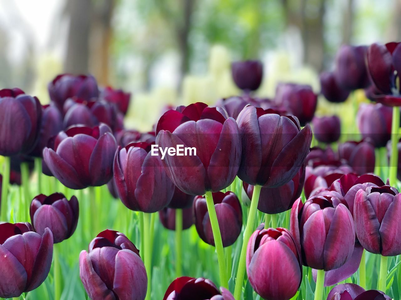 CLOSE-UP OF TULIPS IN BLOOM