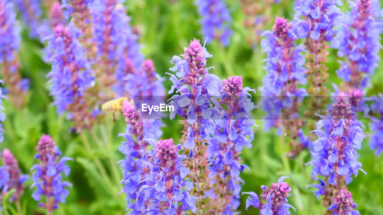 CLOSE-UP OF PURPLE FLOWERS IN PARK