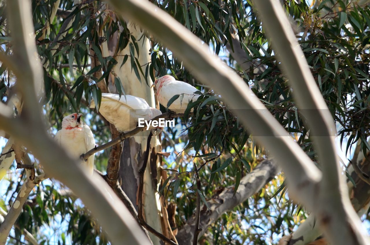 LOW ANGLE VIEW OF BIRD PERCHING ON A TREE