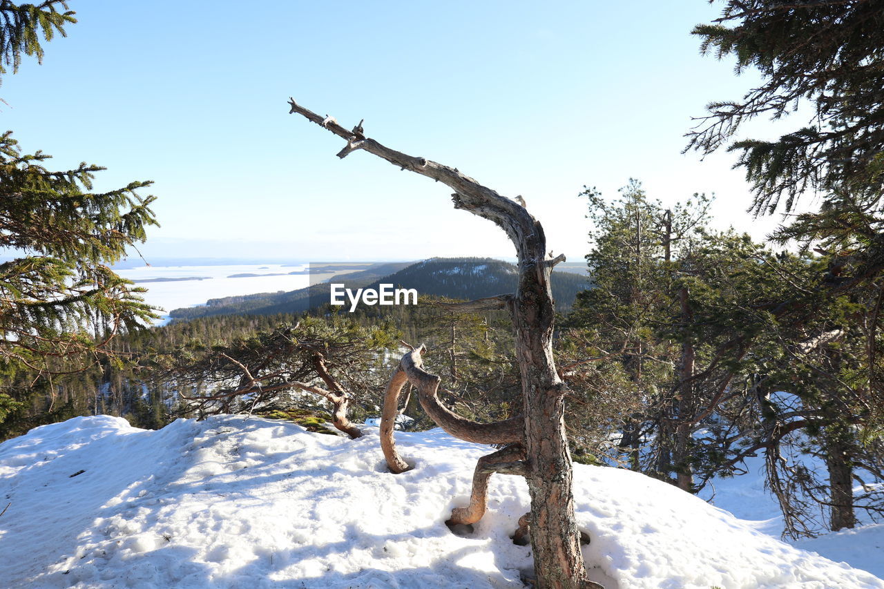 View of snow covered land against sky. old dried wood in forest of the koli nature park. 