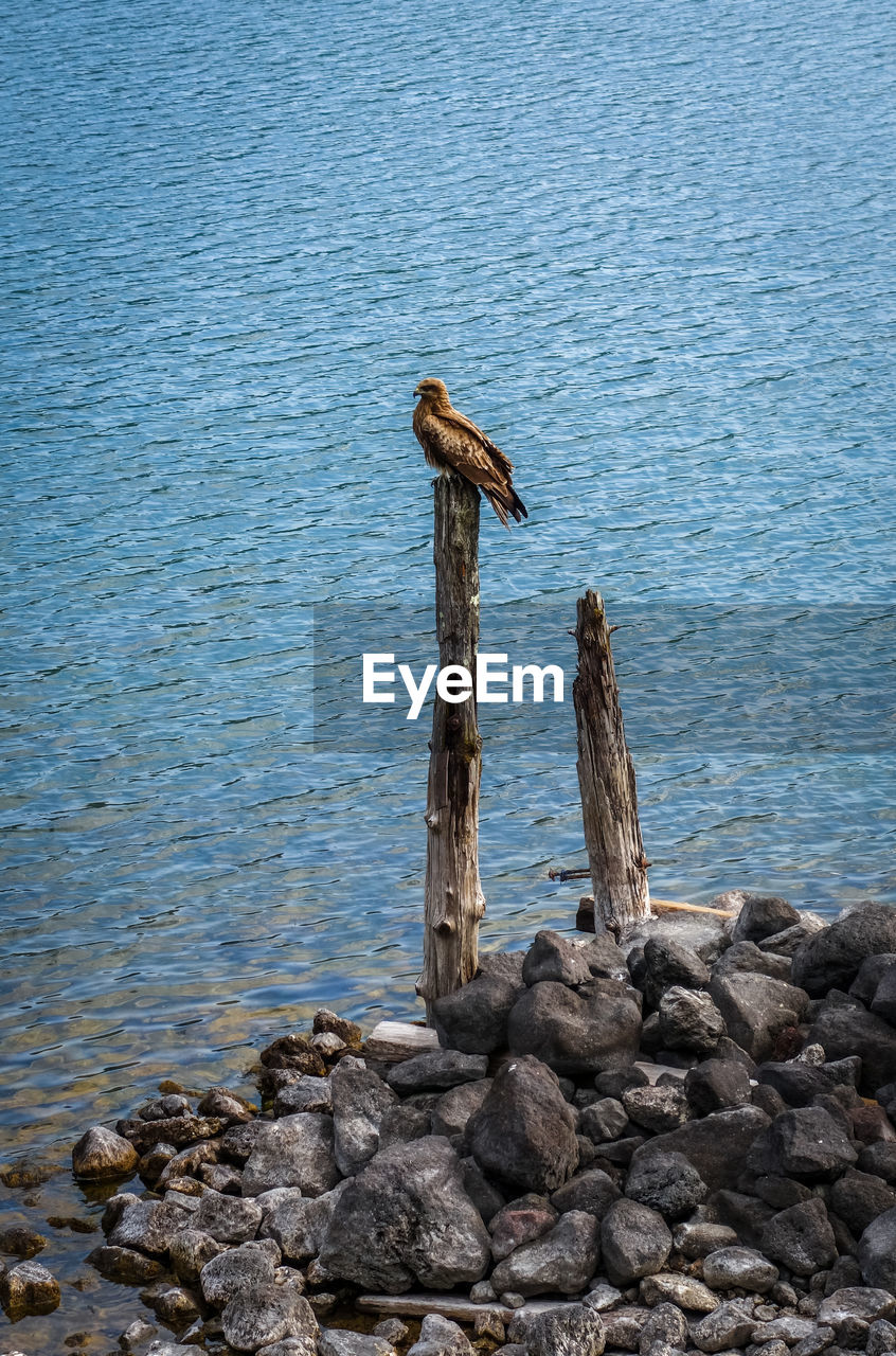 HIGH ANGLE VIEW OF DRIFTWOOD ON WOODEN POST