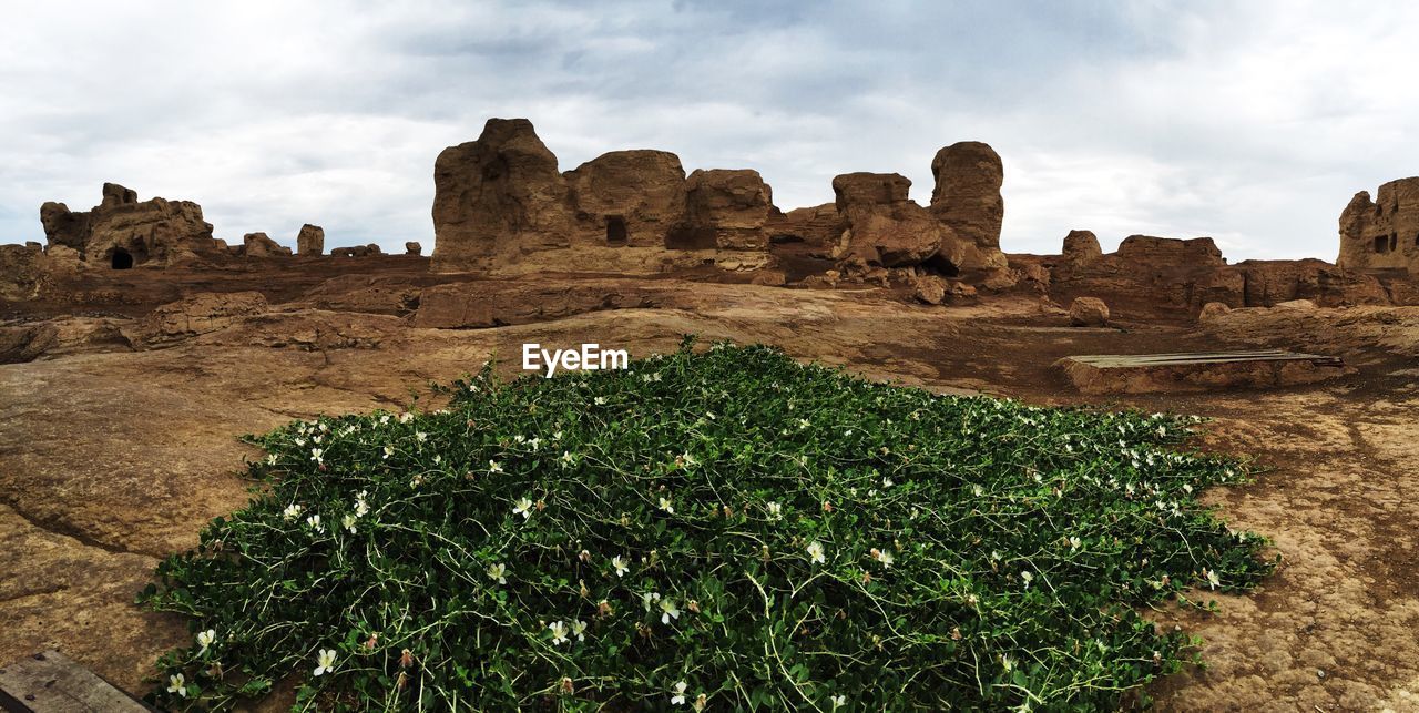 Plants growing on rock formation against cloudy sky