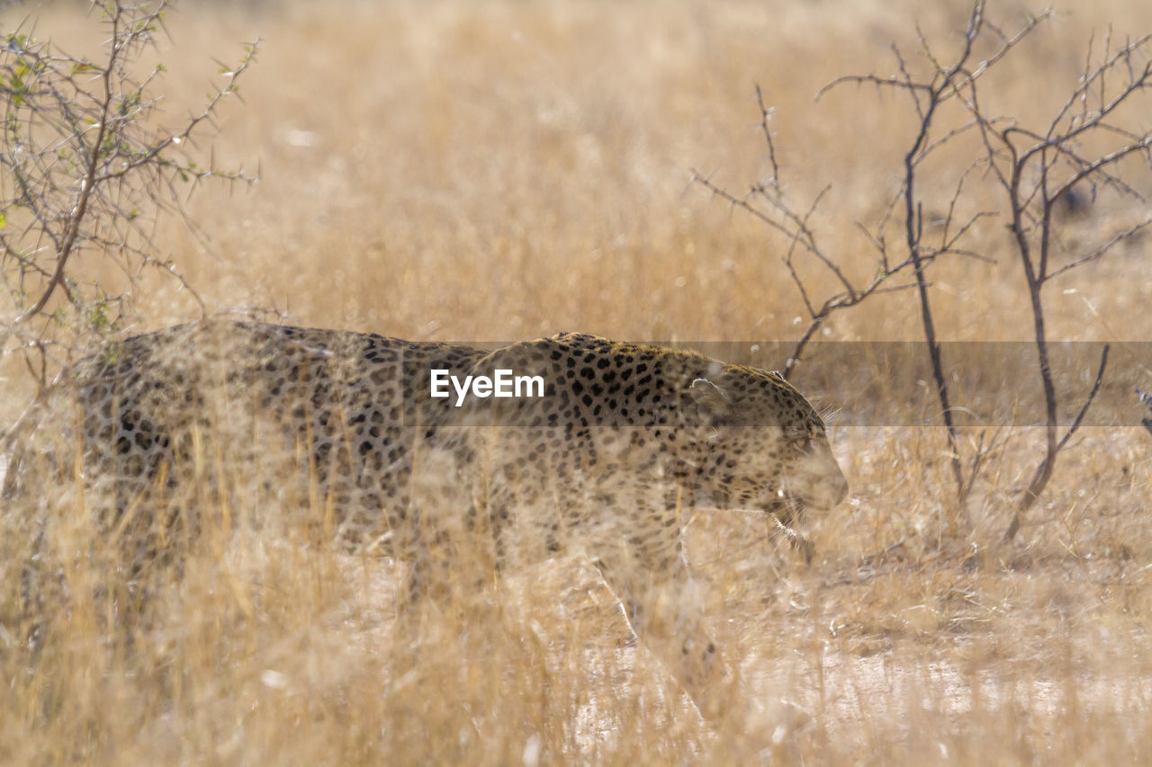 Leopard walking on land