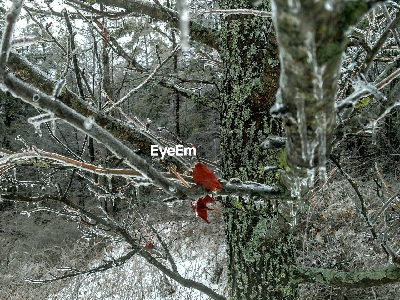 CLOSE-UP OF BIRD PERCHING ON BARE TREE