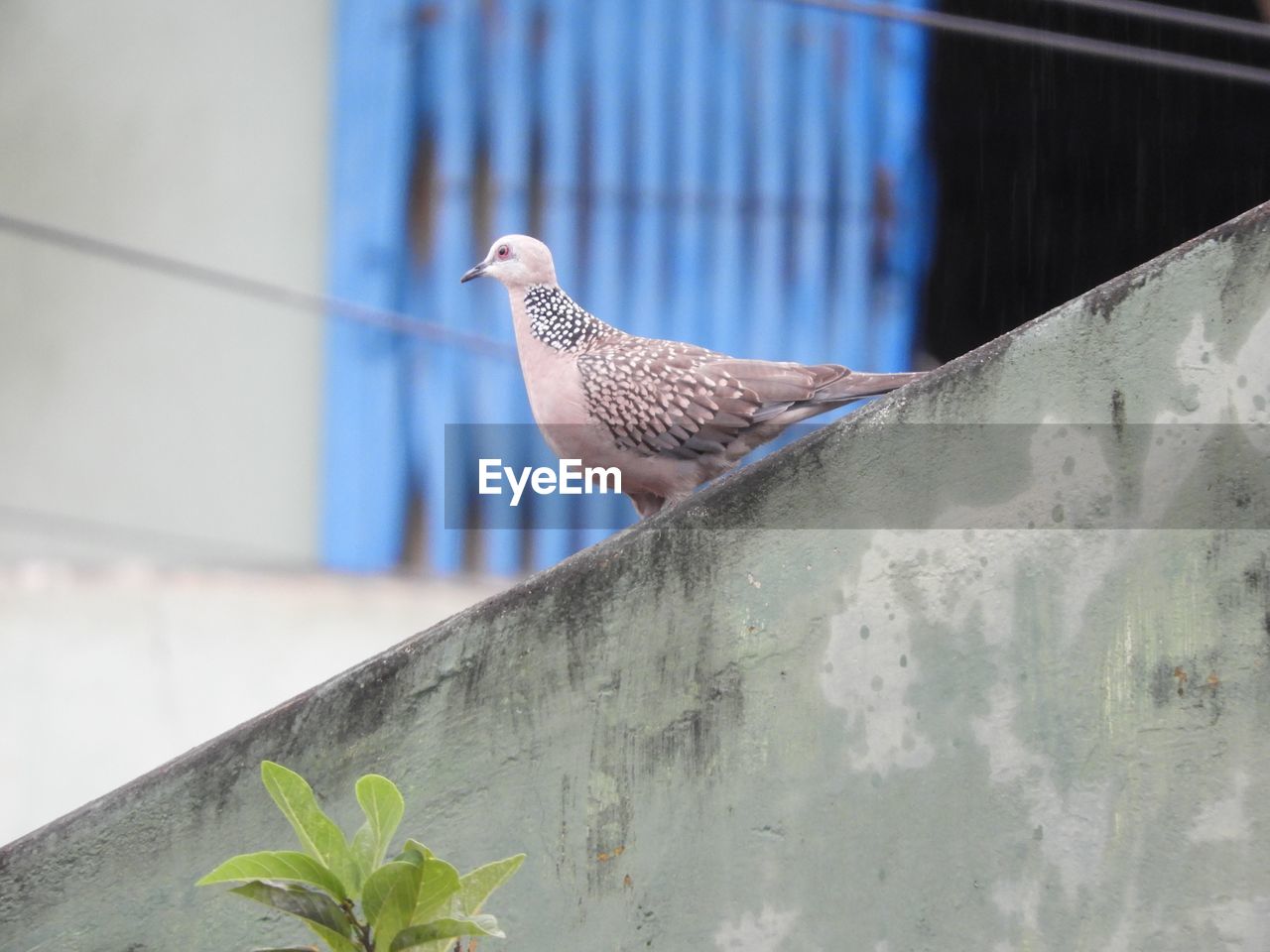 BIRD PERCHING ON WALL