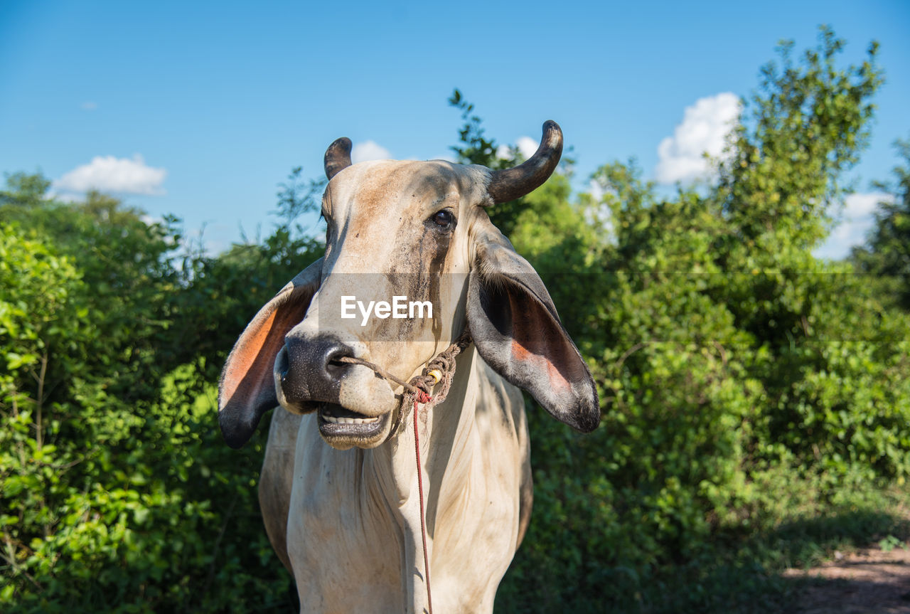 CLOSE-UP OF HORSE STANDING AGAINST TREES