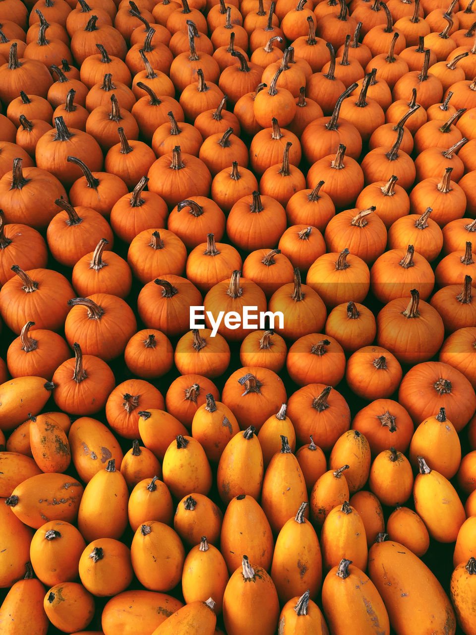Full frame shot of fruits and pumpkins