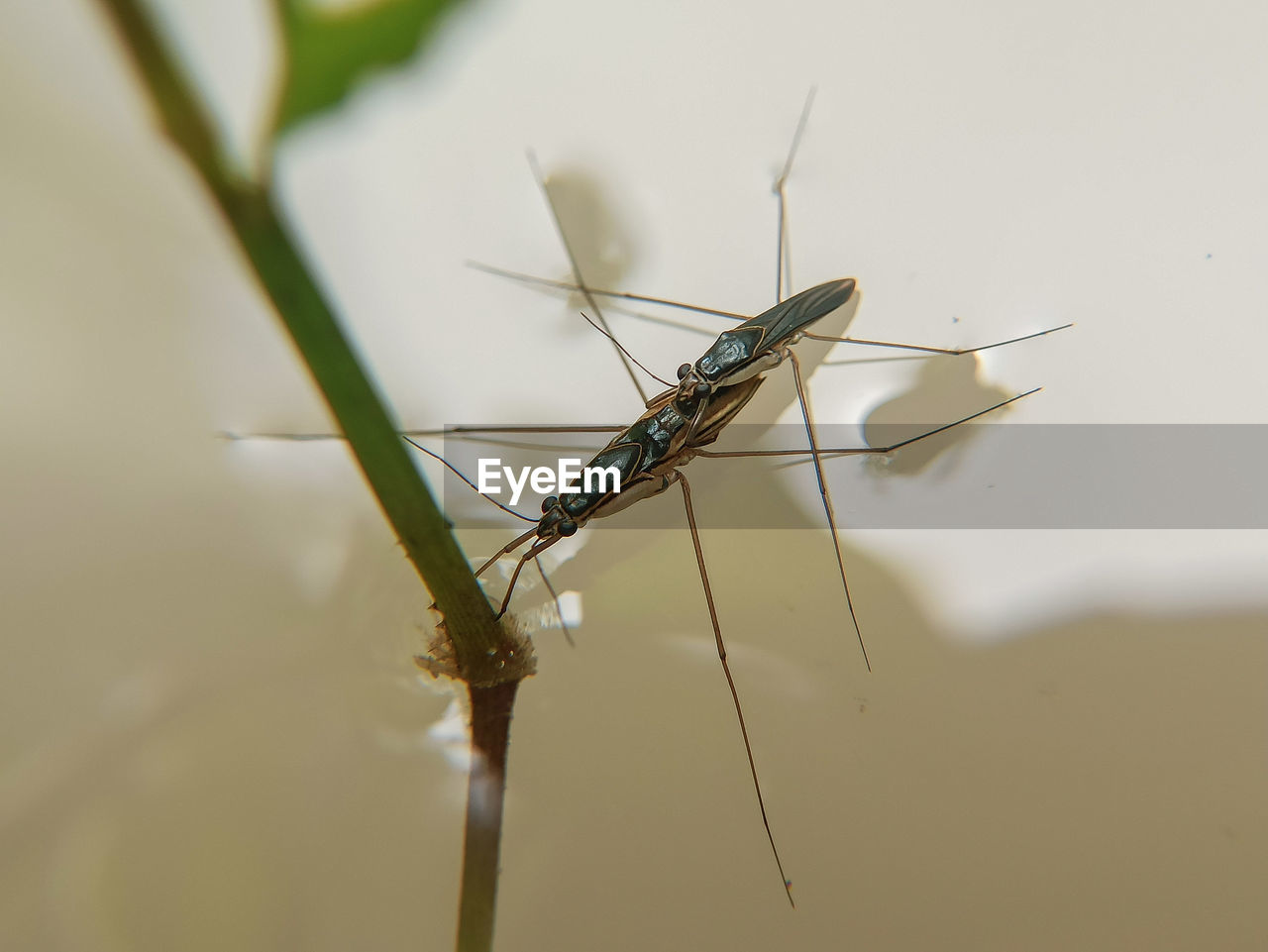 CLOSE-UP OF INSECT ON PLANT