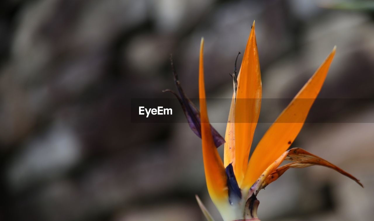 Close-up of orange flower