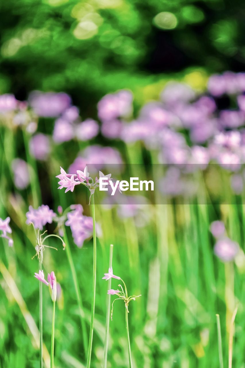 Close-up of flowers blooming in field