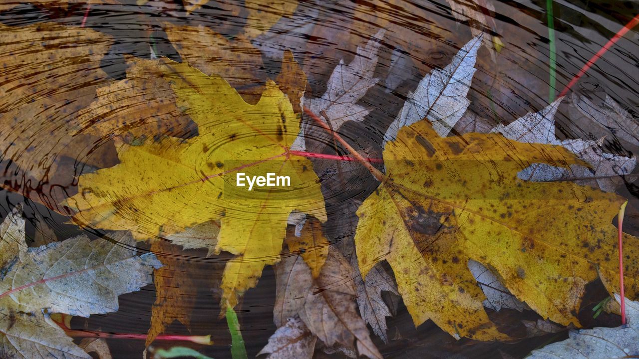 CLOSE-UP OF YELLOW AUTUMN LEAF