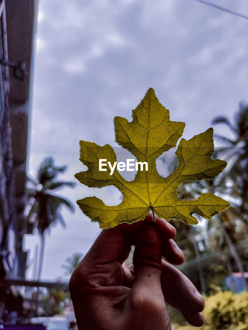 PERSON HOLDING MAPLE LEAVES