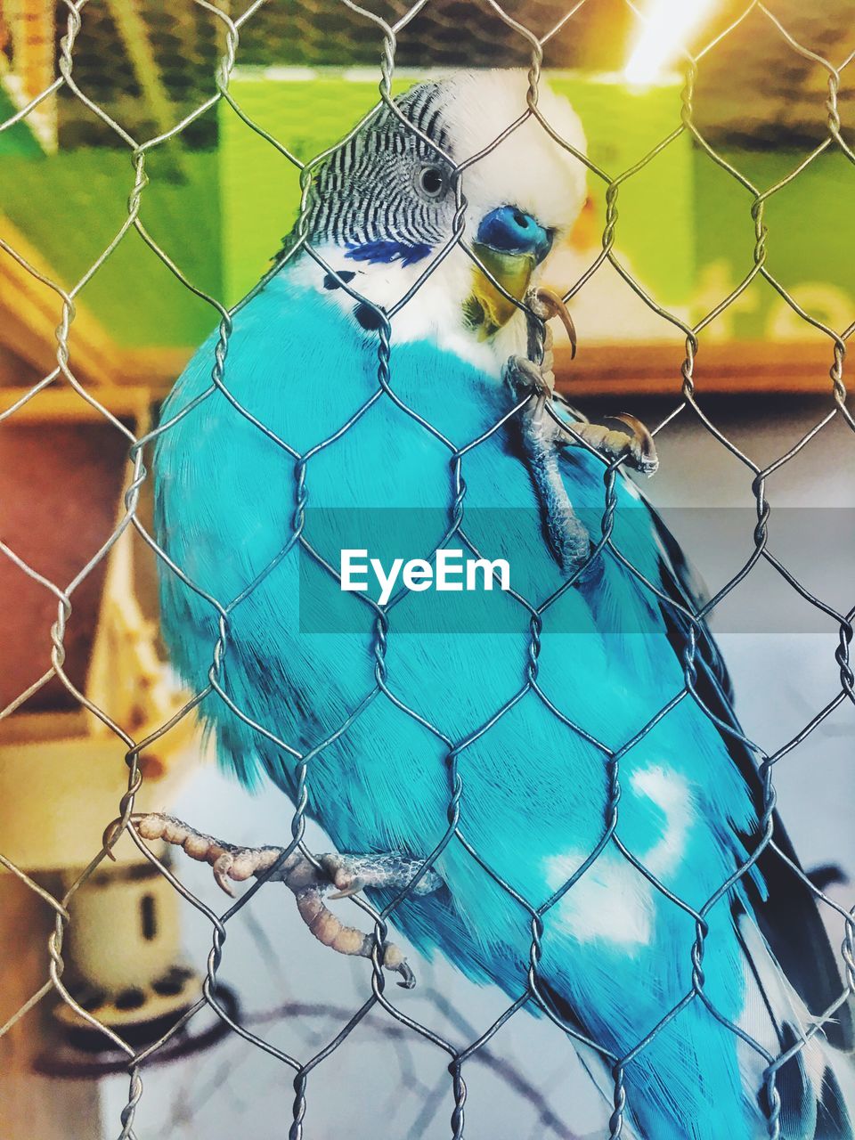 Close-up of blue bird in cage