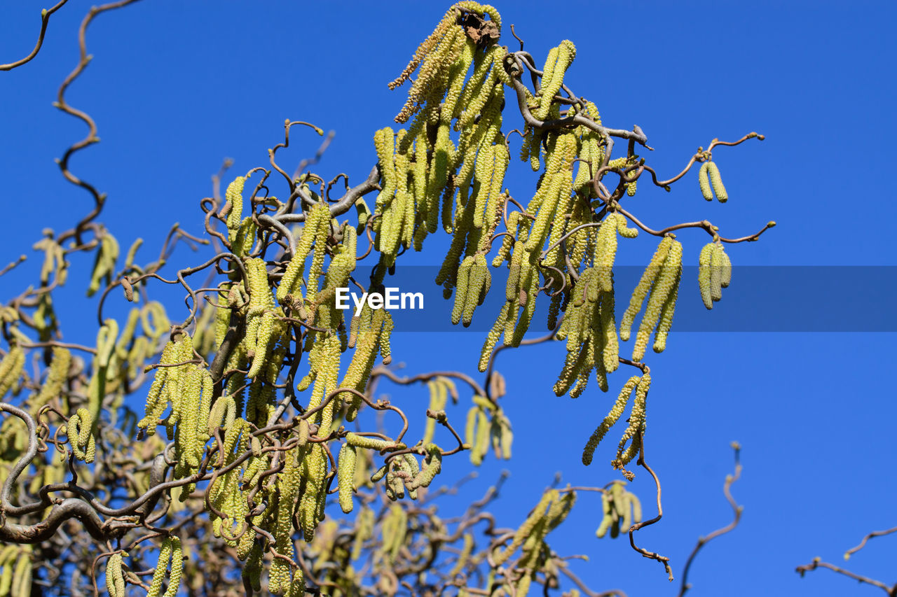 blue, branch, sky, plant, clear sky, nature, tree, low angle view, flower, no people, growth, day, outdoors, sunny, leaf, beauty in nature, sunlight, food