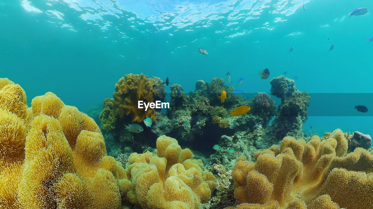 Tropical coral reef and fishes underwater. hard and soft corals. 