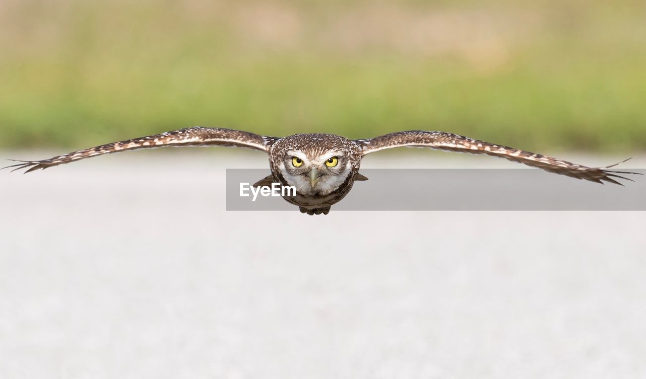 Close-up portrait of owl