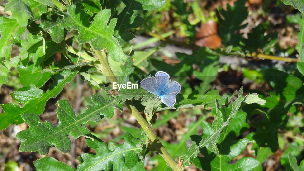 Close-up of plant against blue background