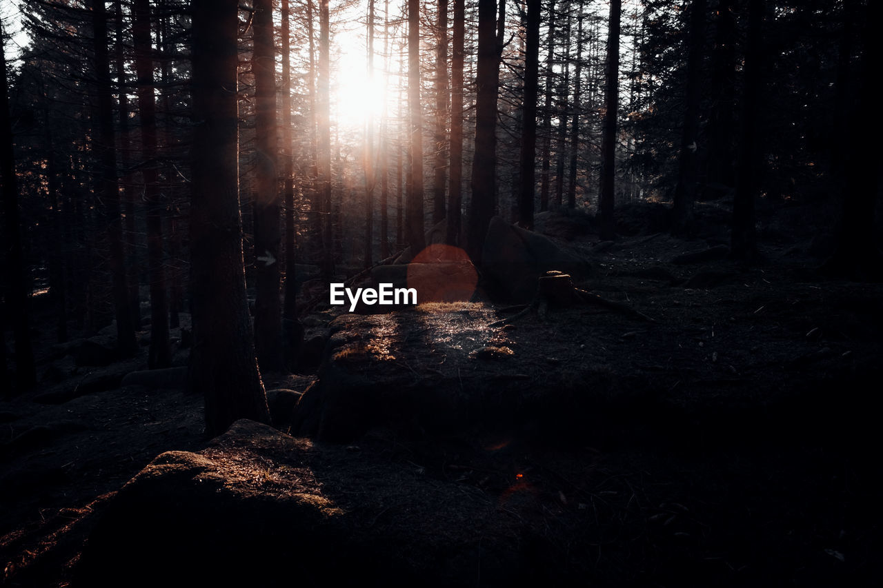 Woman amidst trees in forest