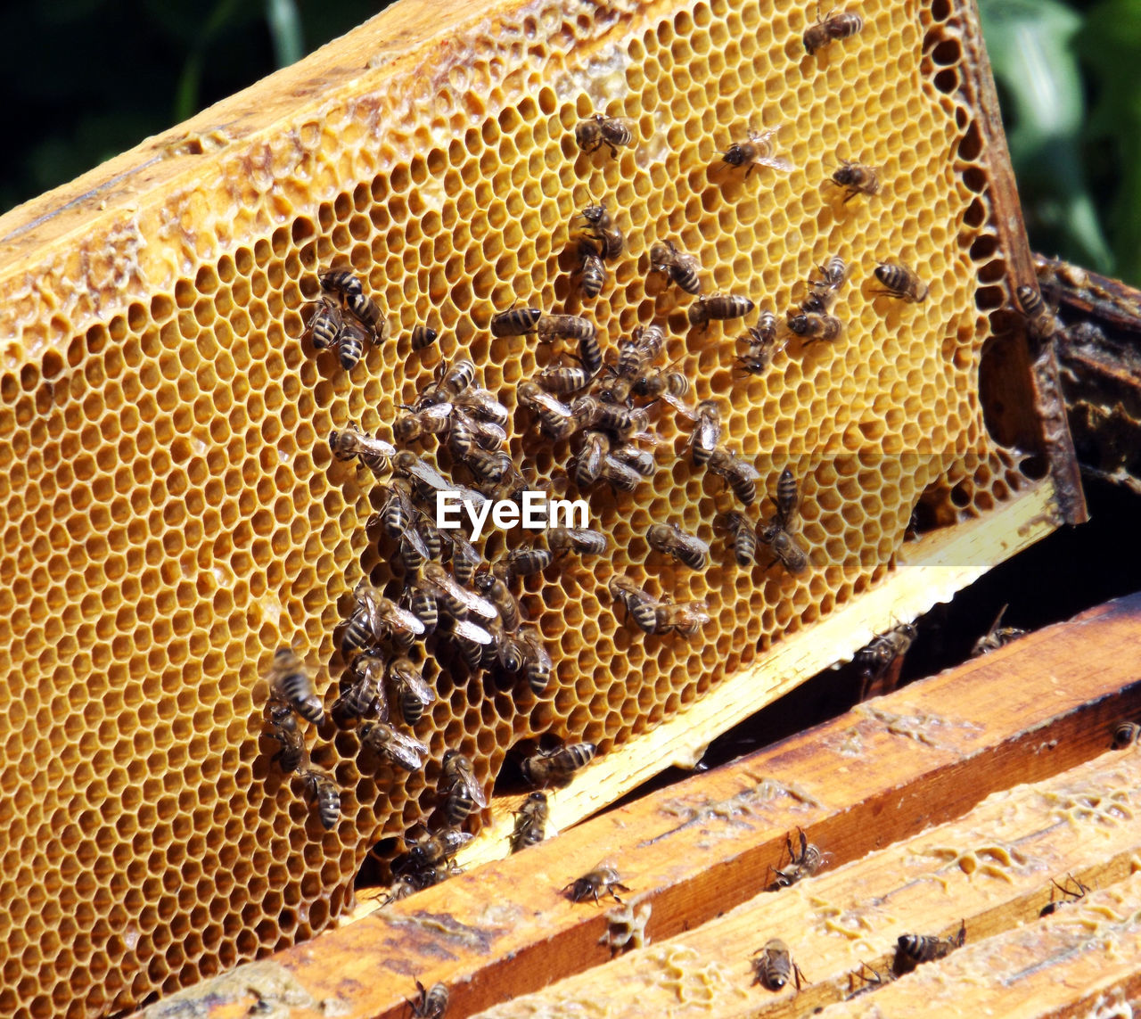 Close-up of honeycomb